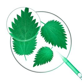 BIO-Brennnessel