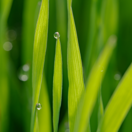 Olio-di-Plantule-di-Avena-Rhealba®