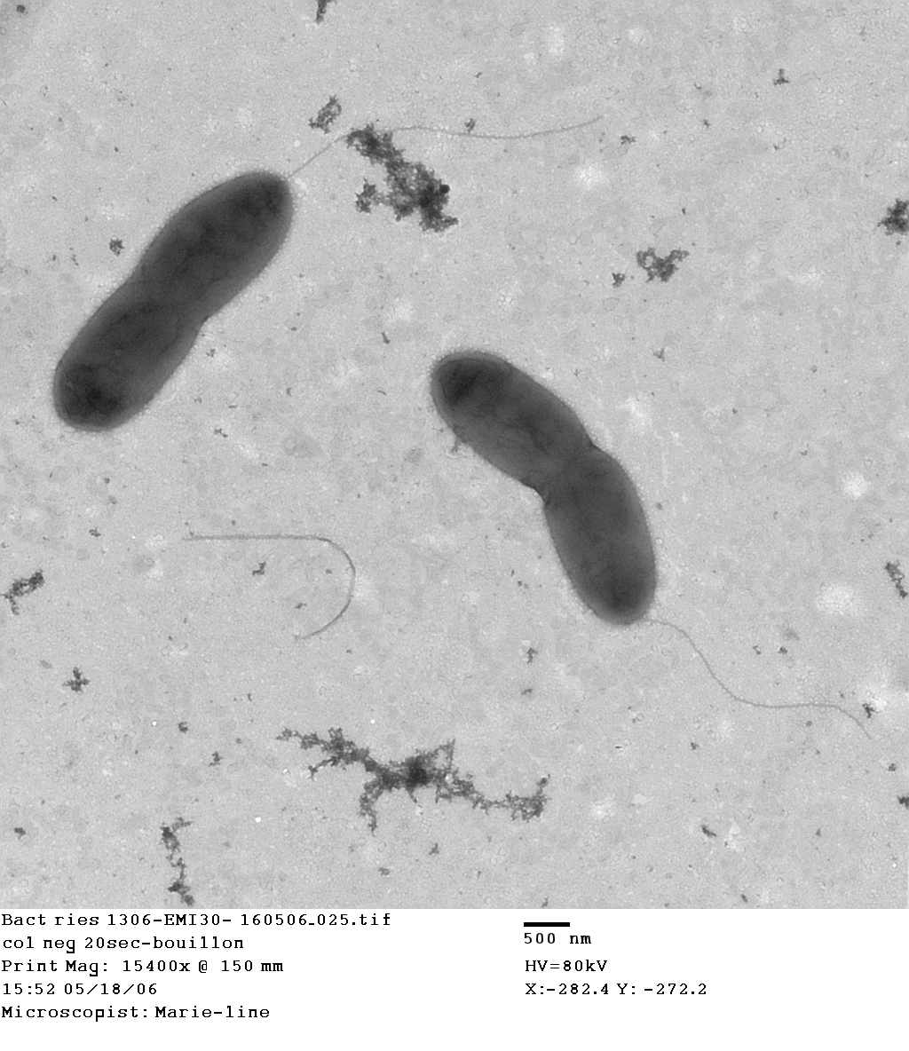 av_aquadolomiae_microscope_website 600x600