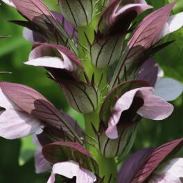 Acanthus-extract