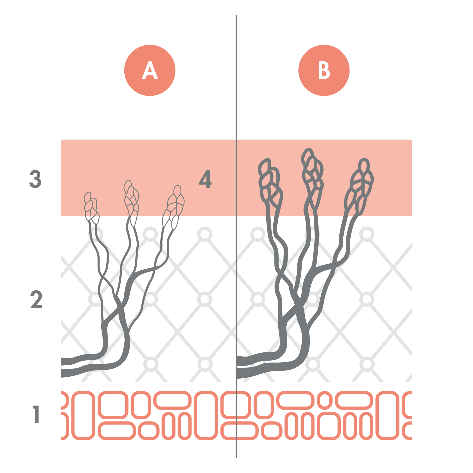 b2_av_peaux-sensibles_schema_dilatation_vaisseaux-sanguins_1x1_v3