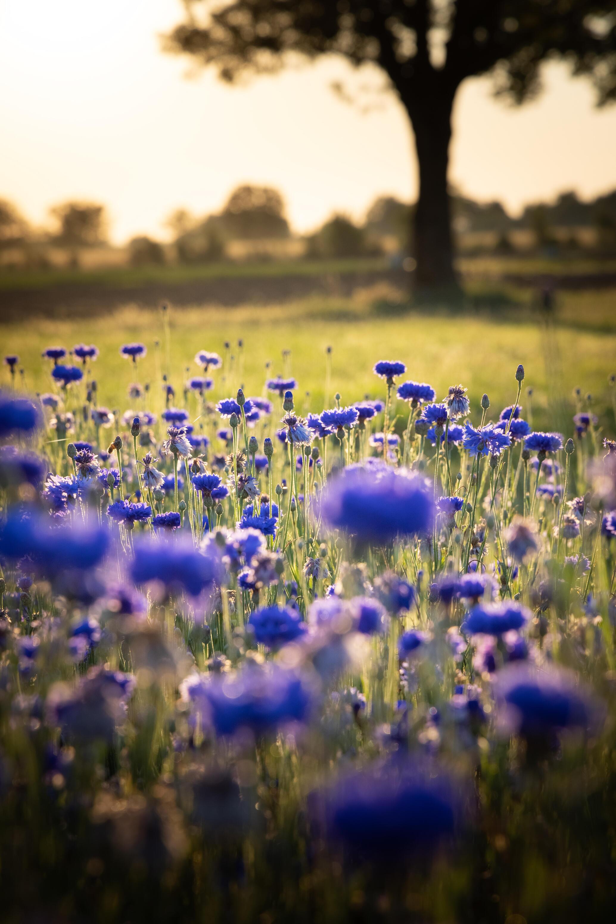 Bławatek, mały chabrowy kwiat, który zachwyca swoją kwitnącą główką