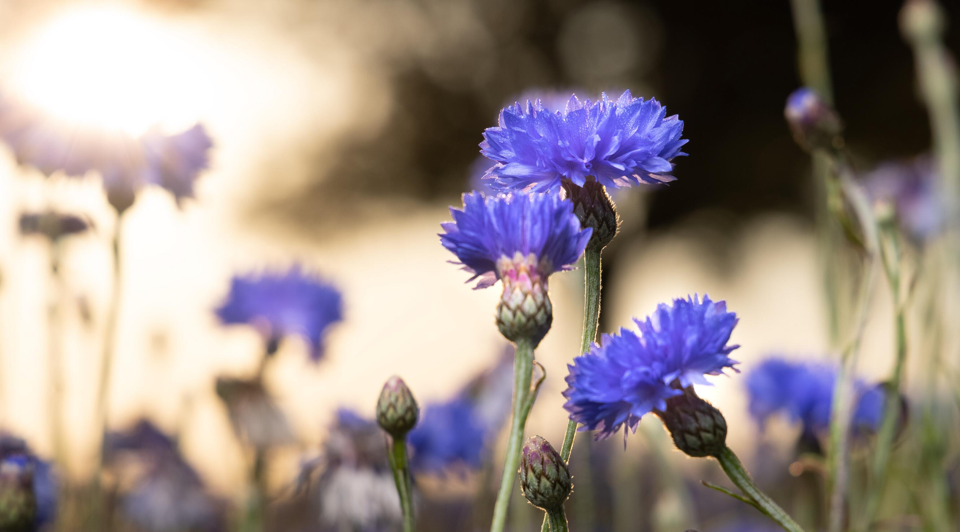 <span class="ezstring-field">KL_cornflower_centaury_2021_Fields_active_ingredient 367*460</span>