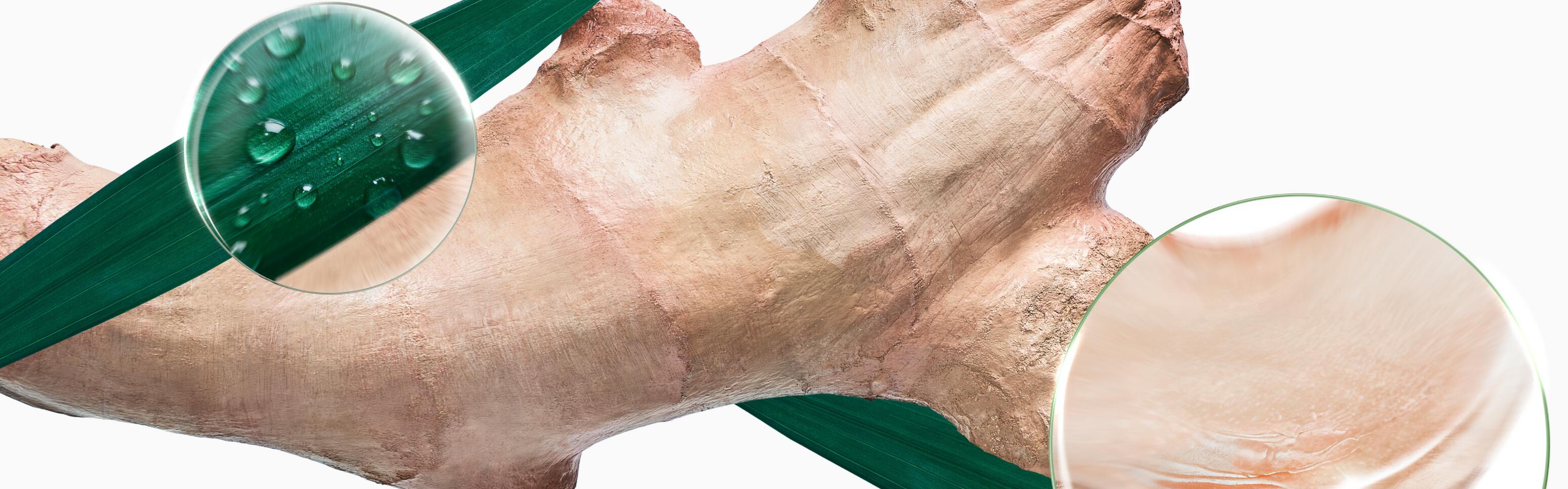 KL_Banner_Galangal