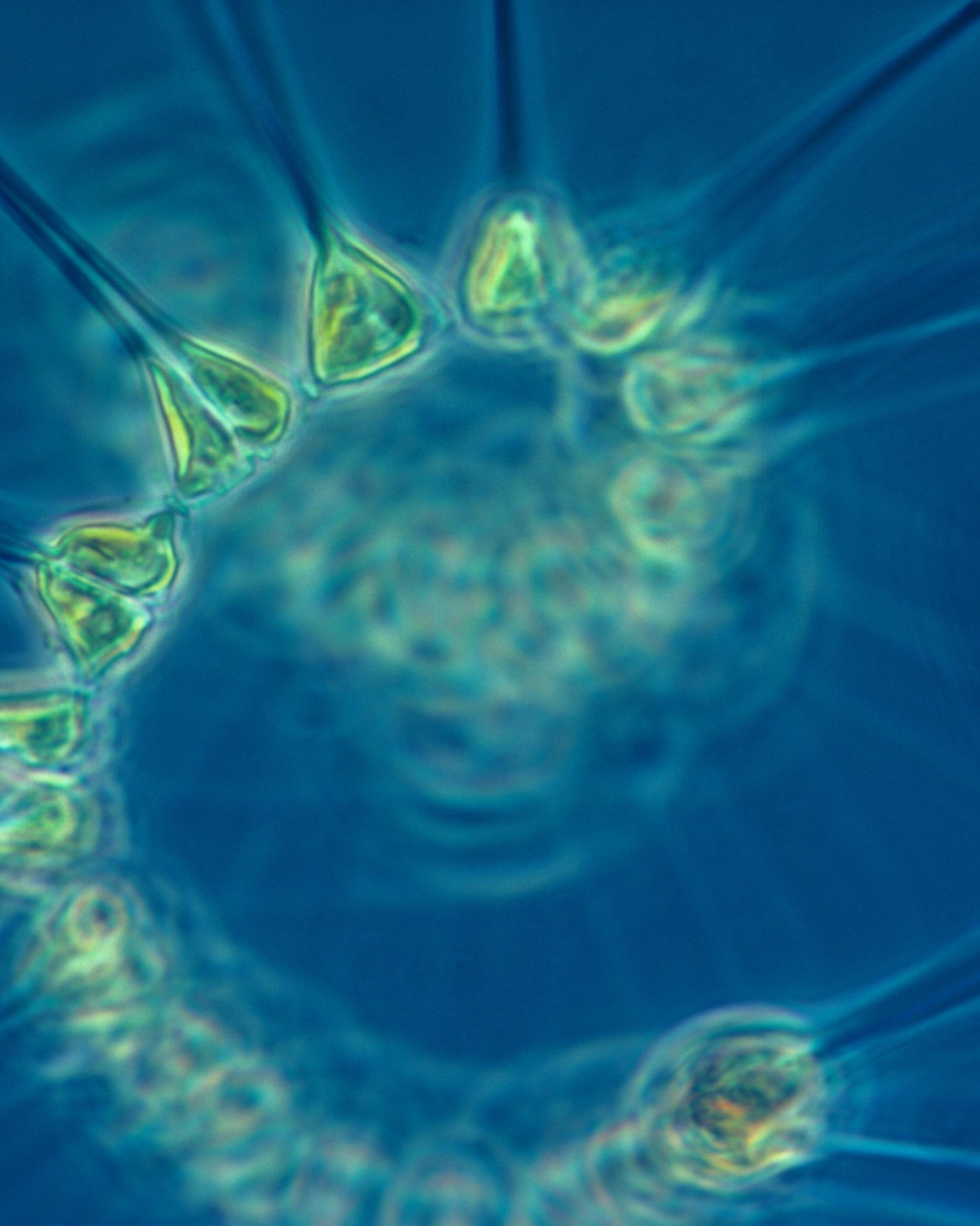 Premier maillon de la chaîne alimentaire marine, le phytoplancton génère une grande partie de l’oxygène terrestre et joue un rôle clé dans la régulation du changement climatique en capturant le dioxyde de carbone atmosphérique. 