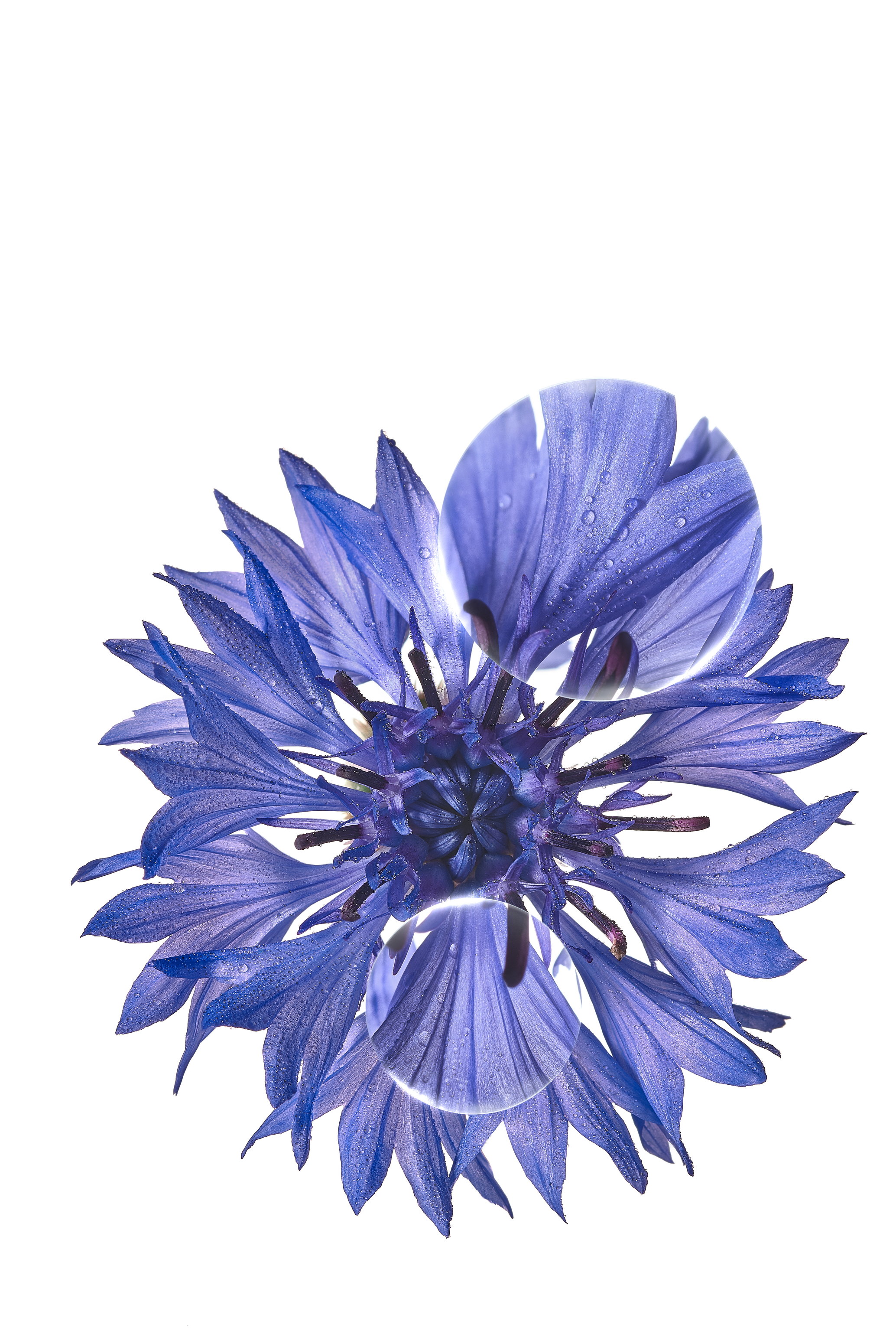 KL_cornflower_medicinal-plant_lens_open-files_2024