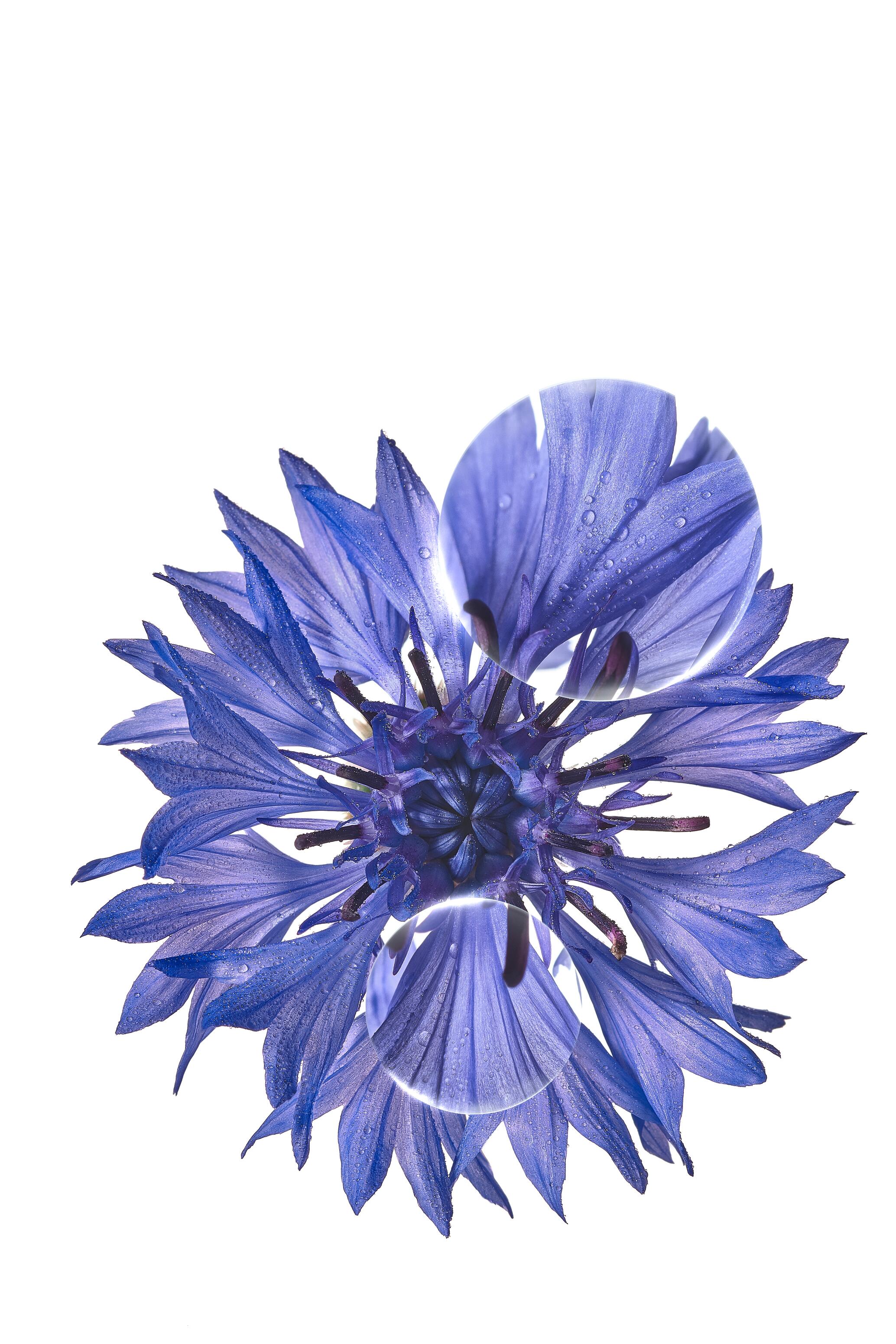KL_cornflower_medicinal-plant_lens_photo_KV_2024