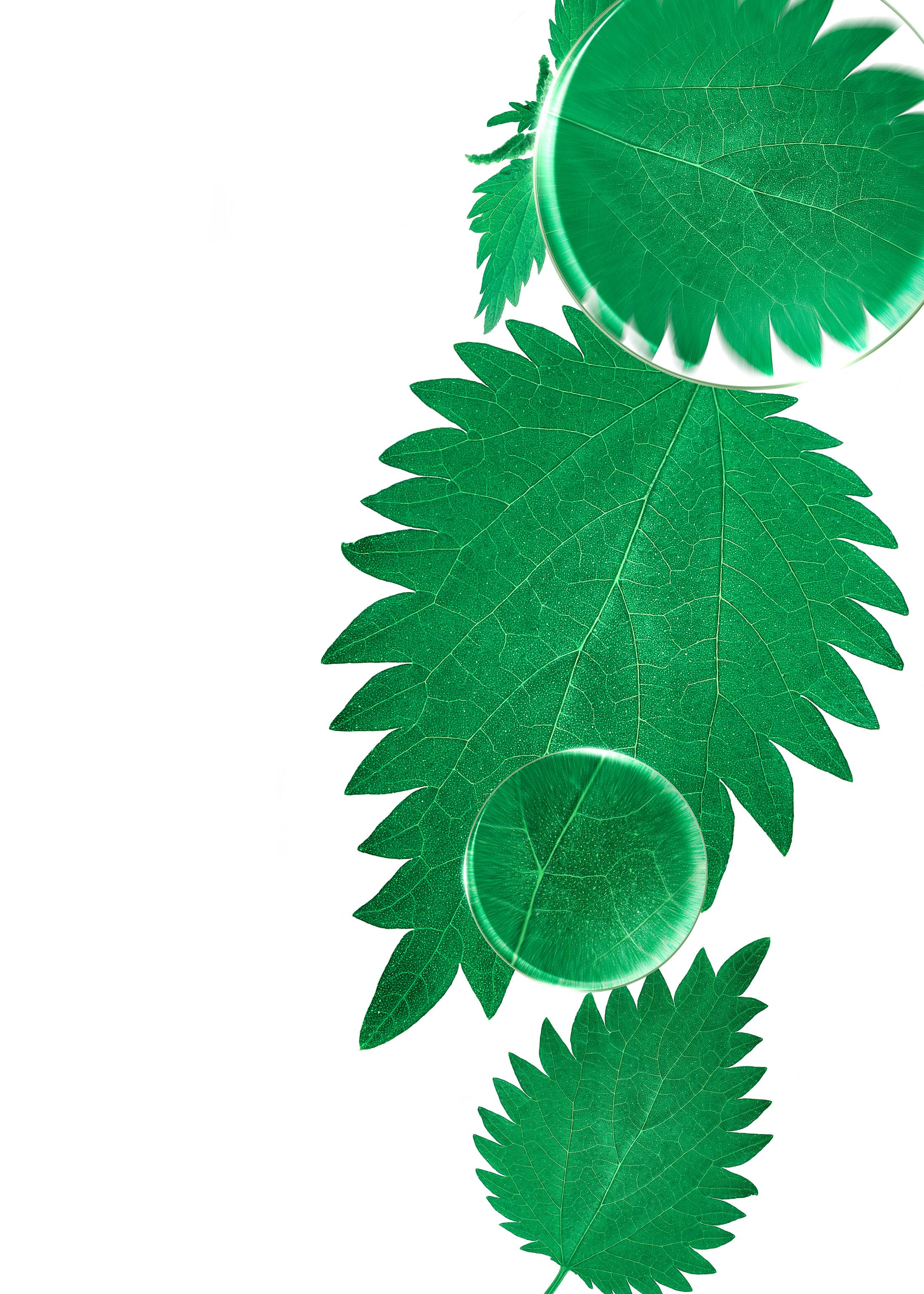 KL_nettle_medicinal-plant_lens_photo_KV_2024