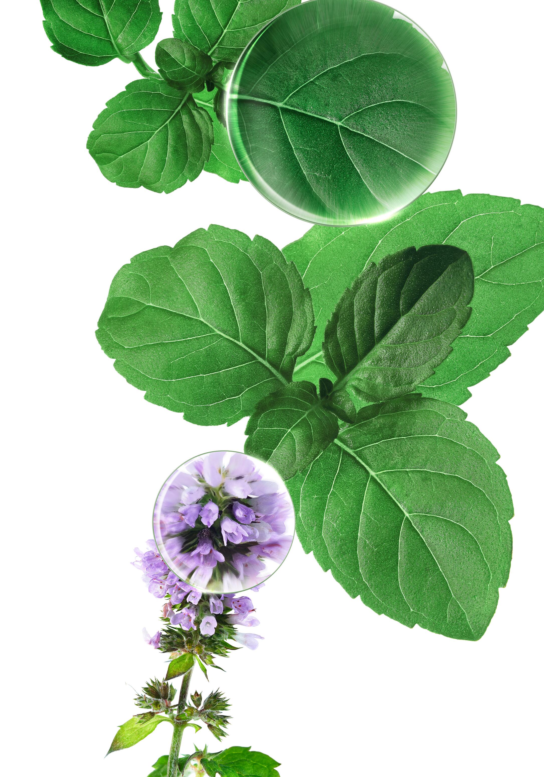 KL_mint_medicinal-plant_photo_KV_2024