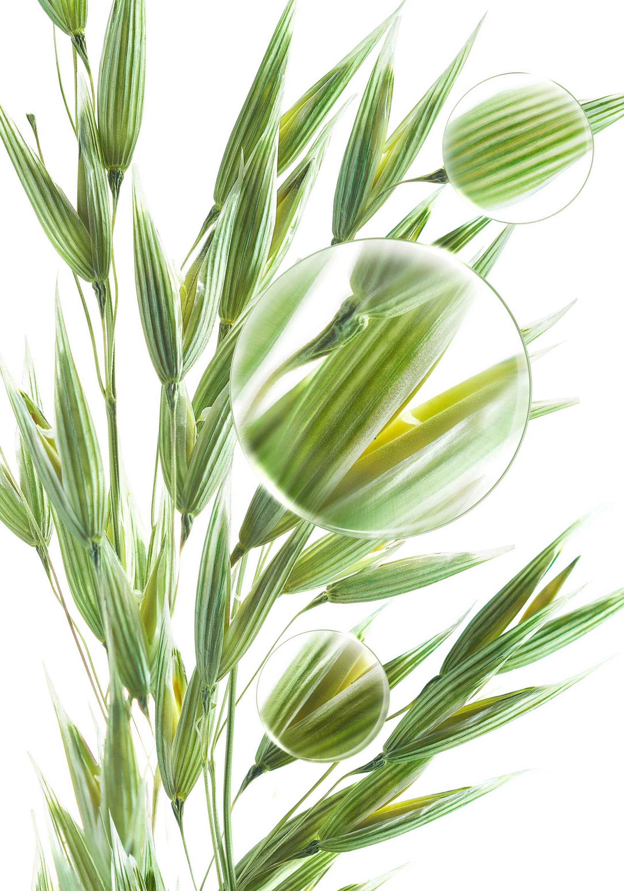 <span class="ezstring-field">KL_oat_medicinal-plant_lens_photo_KV_2024</span>