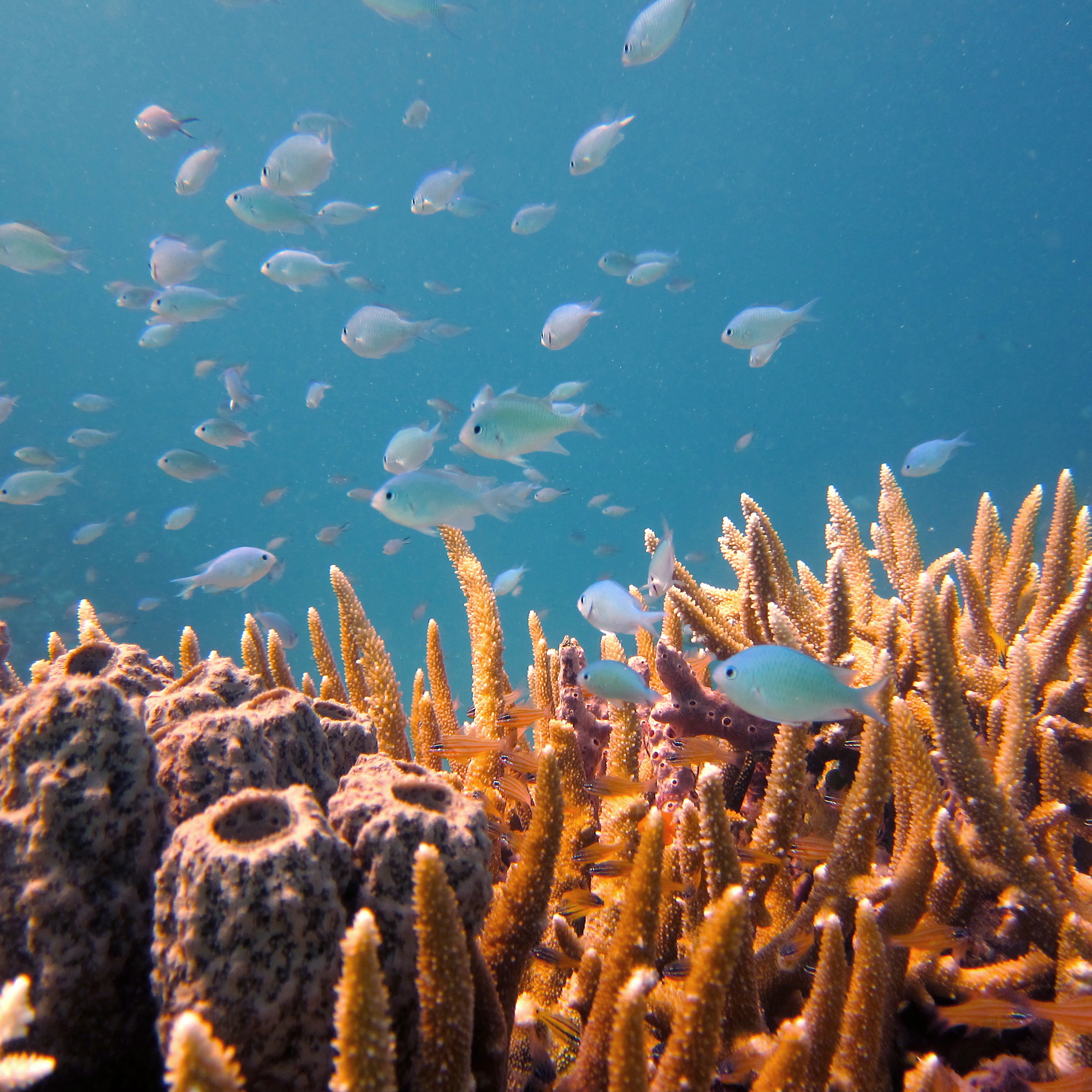 av_solaires_engagement_corail_1x1_v1