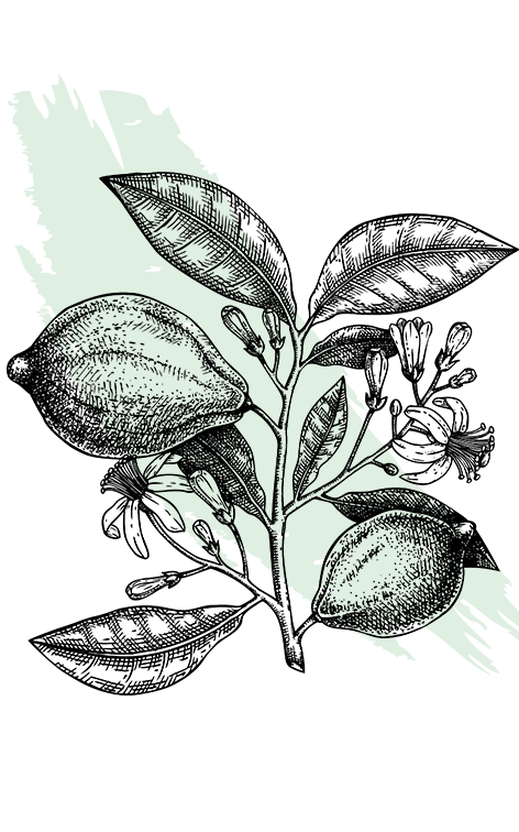 kl_citrus_active-ingredient_engraving_472x756px