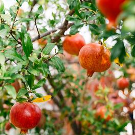 Pomegranate