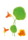 nasturtium