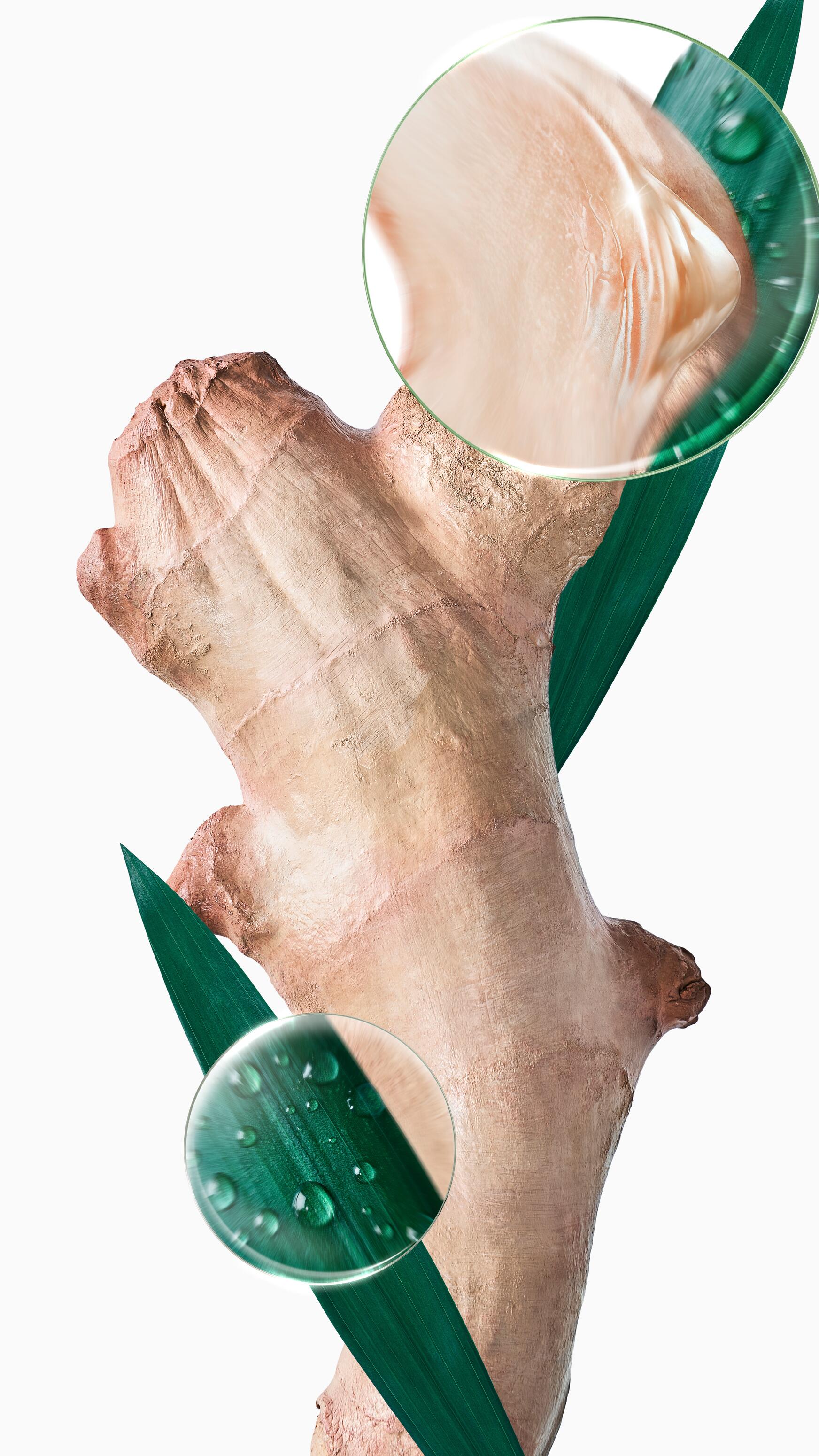 KL_Galangal_SHAMPOO_STATIC_KV_WITH-MAGNIFYING-GLASS_MEDICINAL_PLANT_VERTICAL_3282770400311_W_2025-jpg