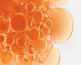 Helichrysum-Gymnocephalum