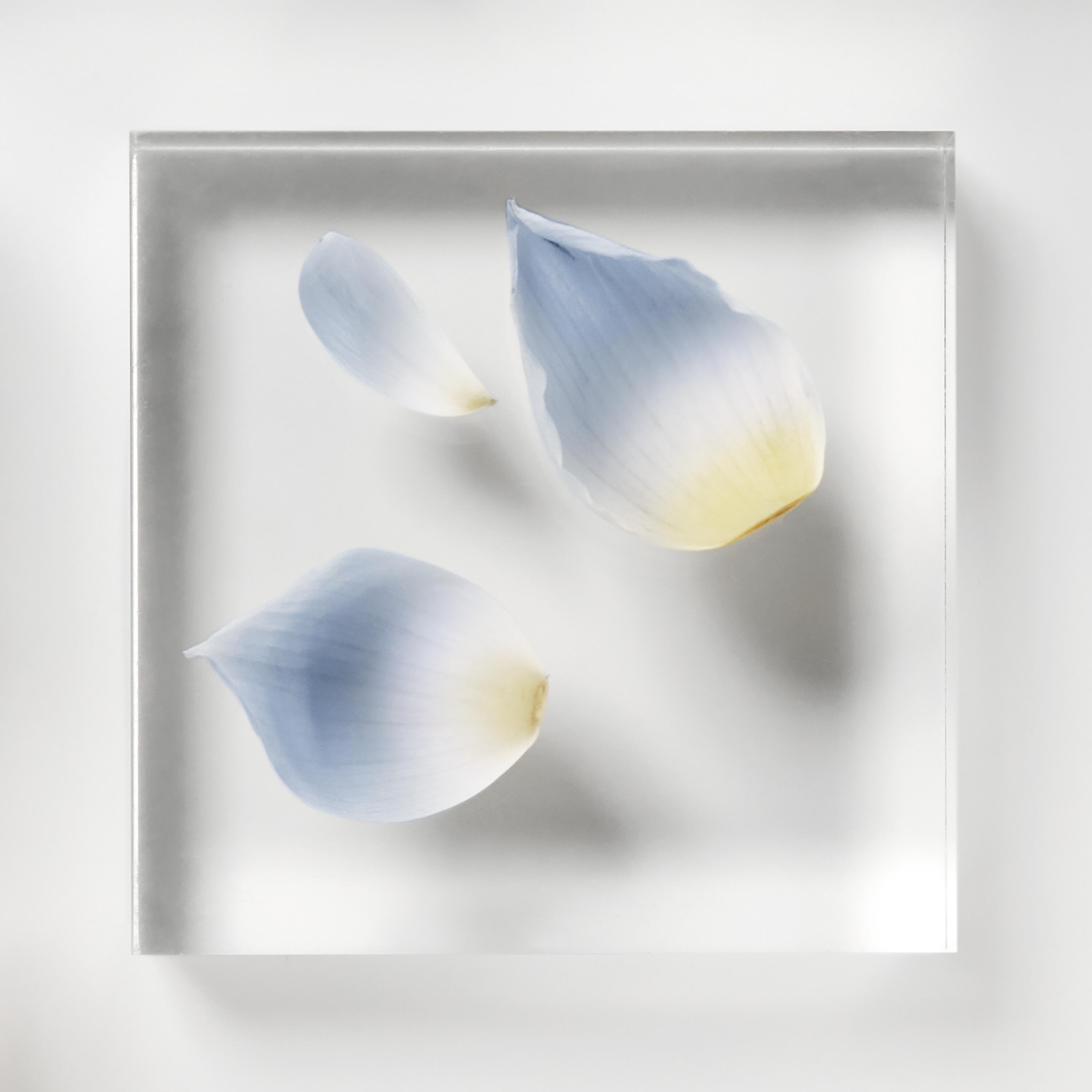 Lotus Mineral Complex™