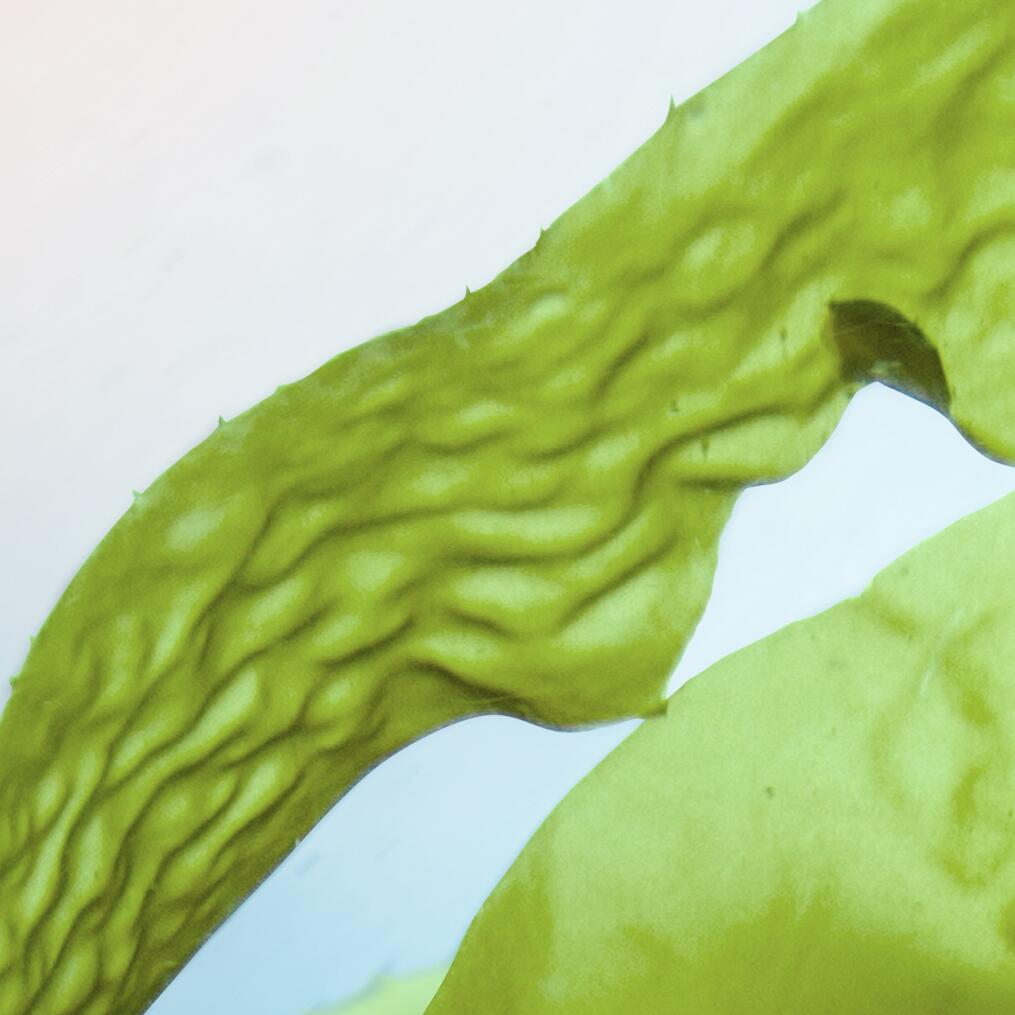 <h4 class="">Ascofilline&trade;</h4><p> A high technology anti-ageing &ldquo;architect&rsquo; ingredient helps protect the structure of the skin. </p>

