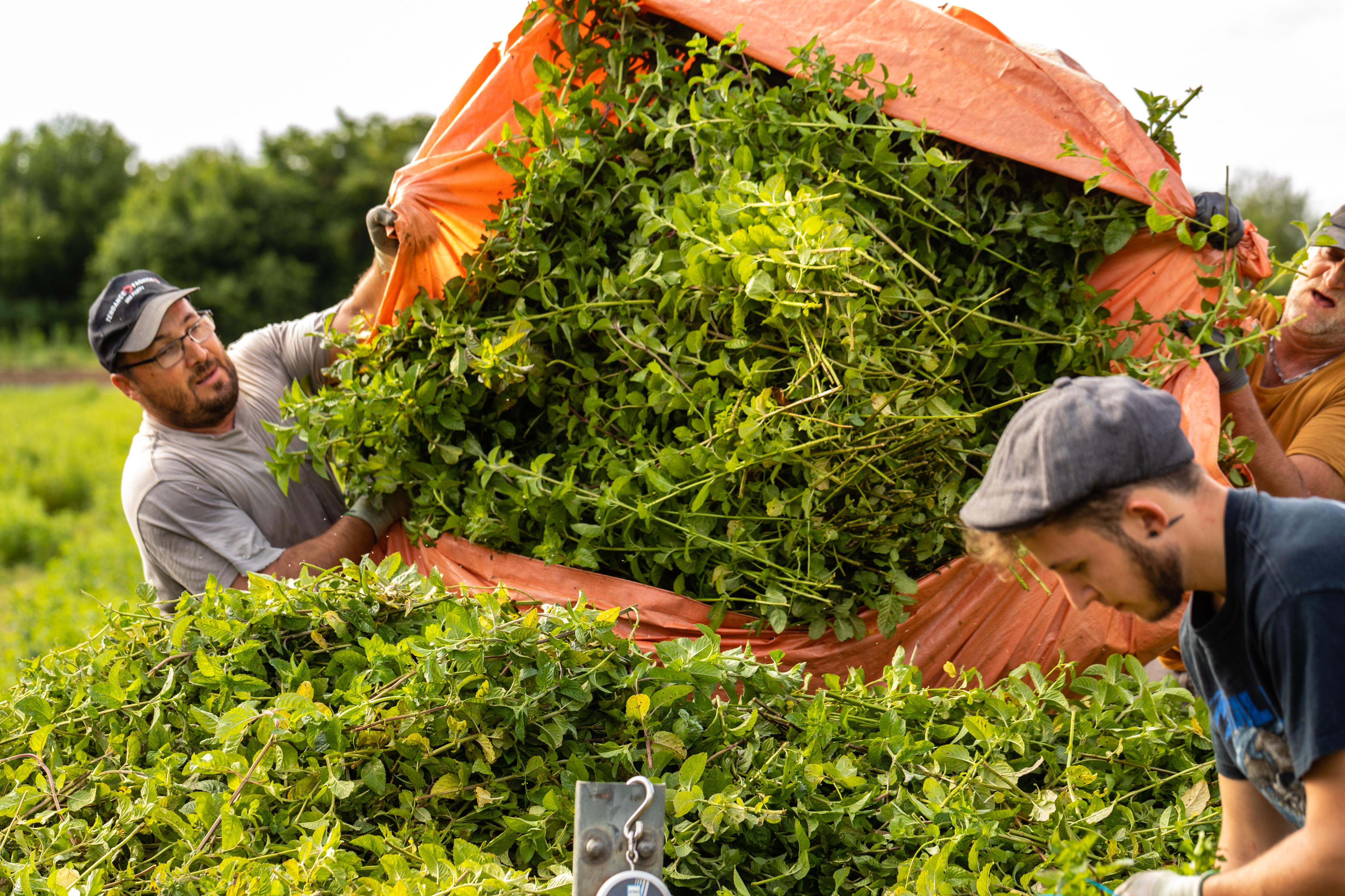 kl_mint_active-ingredient_field_plant_2019 -77-