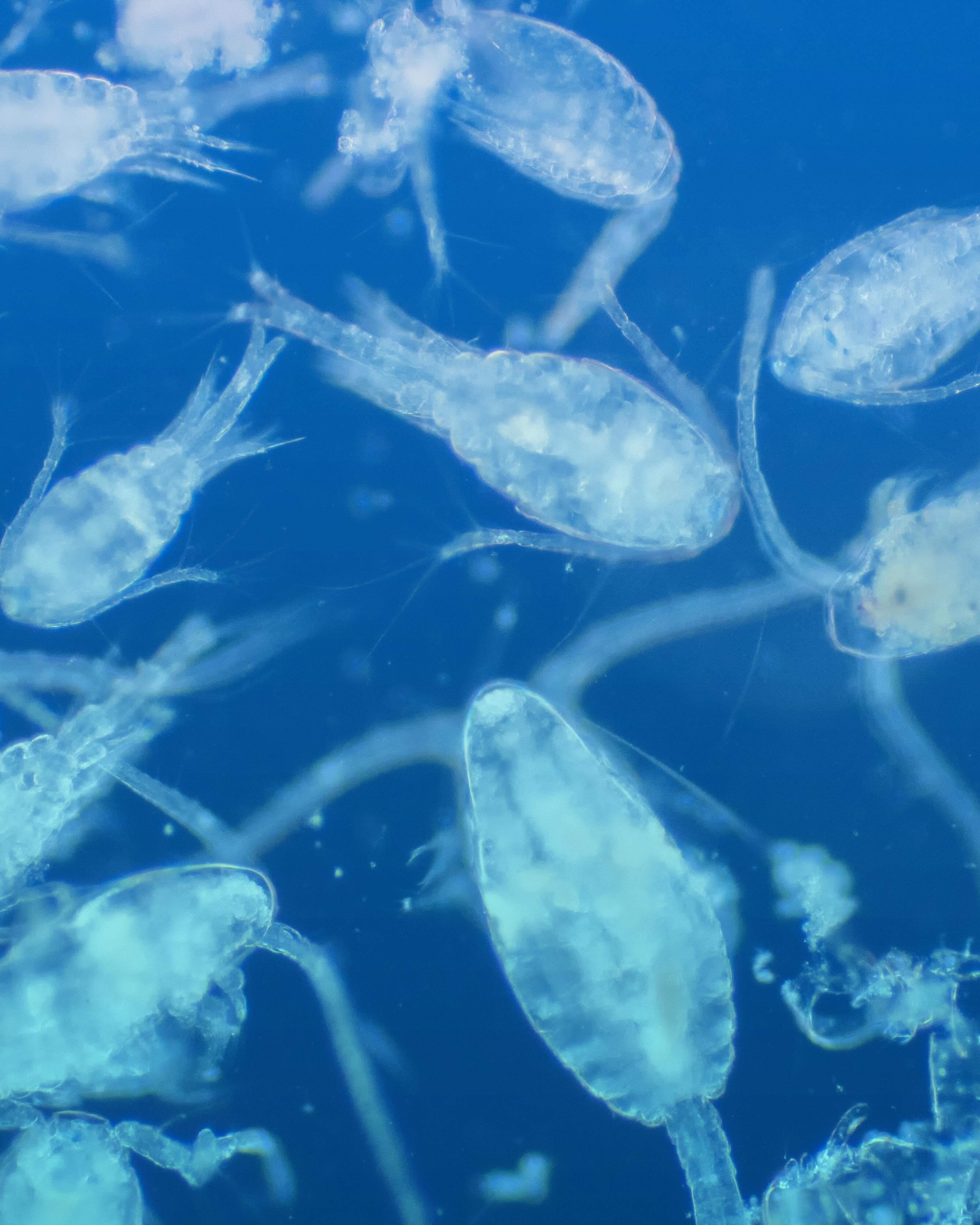 Se nourrissant du phytoplancton, il est une source alimentaire fondamentale pour de nombreuses espèces marines, assurant le bon fonctionnement et la stabilité des écosystèmes océaniques, avec des répercussions directes jusque dans notre alimentation. 