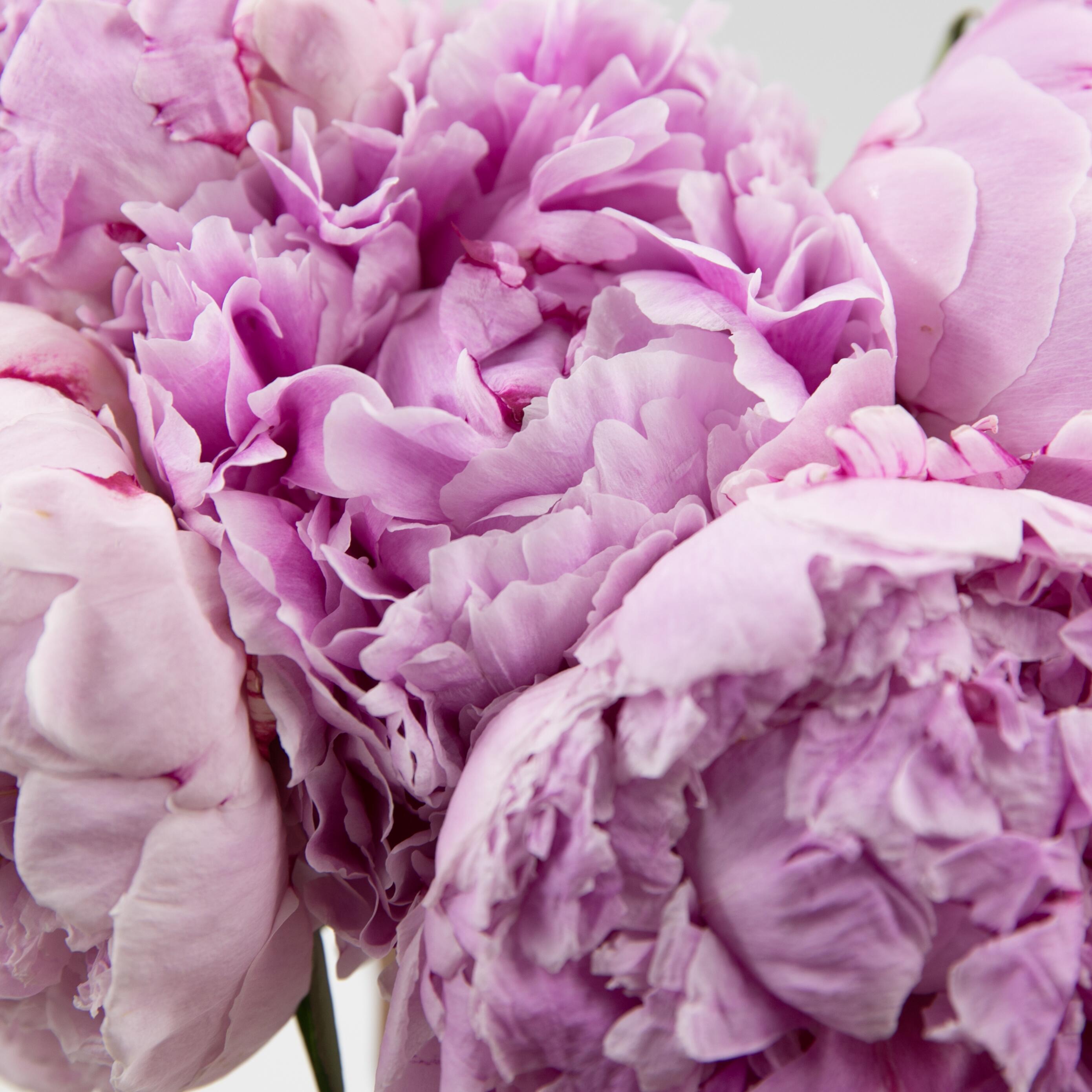 KL_Flowers_Peony