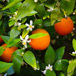 Parfum-d'origine-naturelle-:-Fleur-d'Oranger