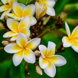 Perfume-de-origem-natural:-Flor-de-Frangipani