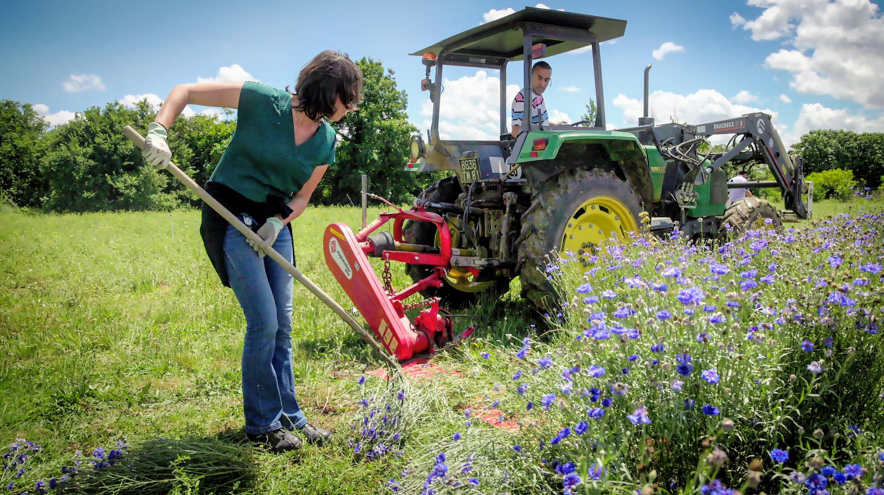 KL_FACE_CORNFLOWER_active_ingredient_fields_harvest_2021