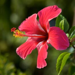 Hibiskusblüte