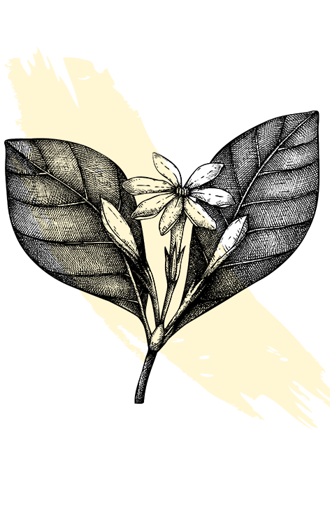 kl_monoi-tamanu_active-ingredient_engraving_756x472px