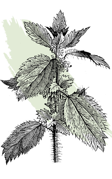 kl_nettle_active-ingredient_engraving_756x472px