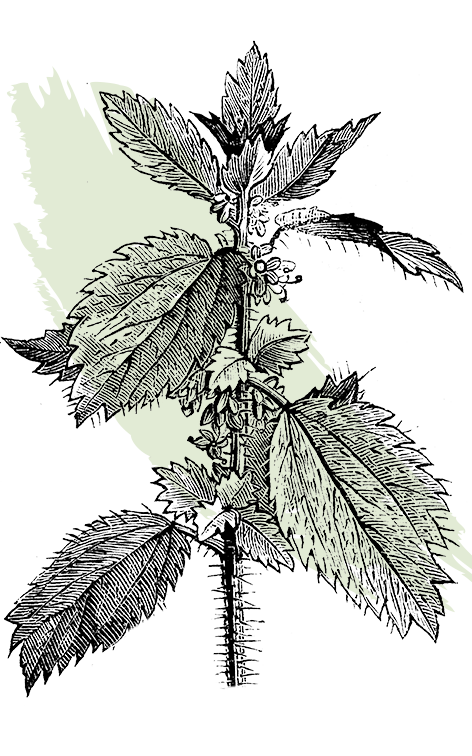 kl_nettle_active-ingredient_engraving_756x472px 472x756