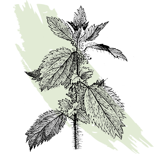kl_nettle_active-ingredient_engraving_300x300px