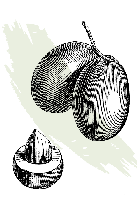 kl_olive_active-ingredient_engraving_756x472px