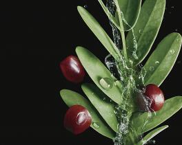 Ácido-hialurónico-à-base-de-plantas