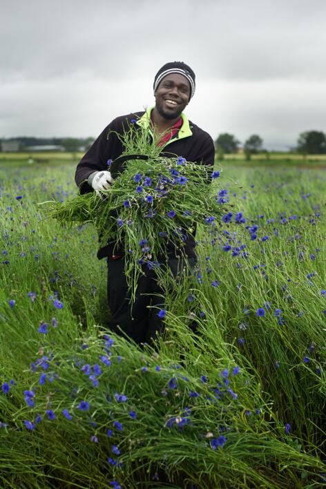 Farm to Face: Flor de Ciano BIO cultivada numa cadeia curta de abastecimento