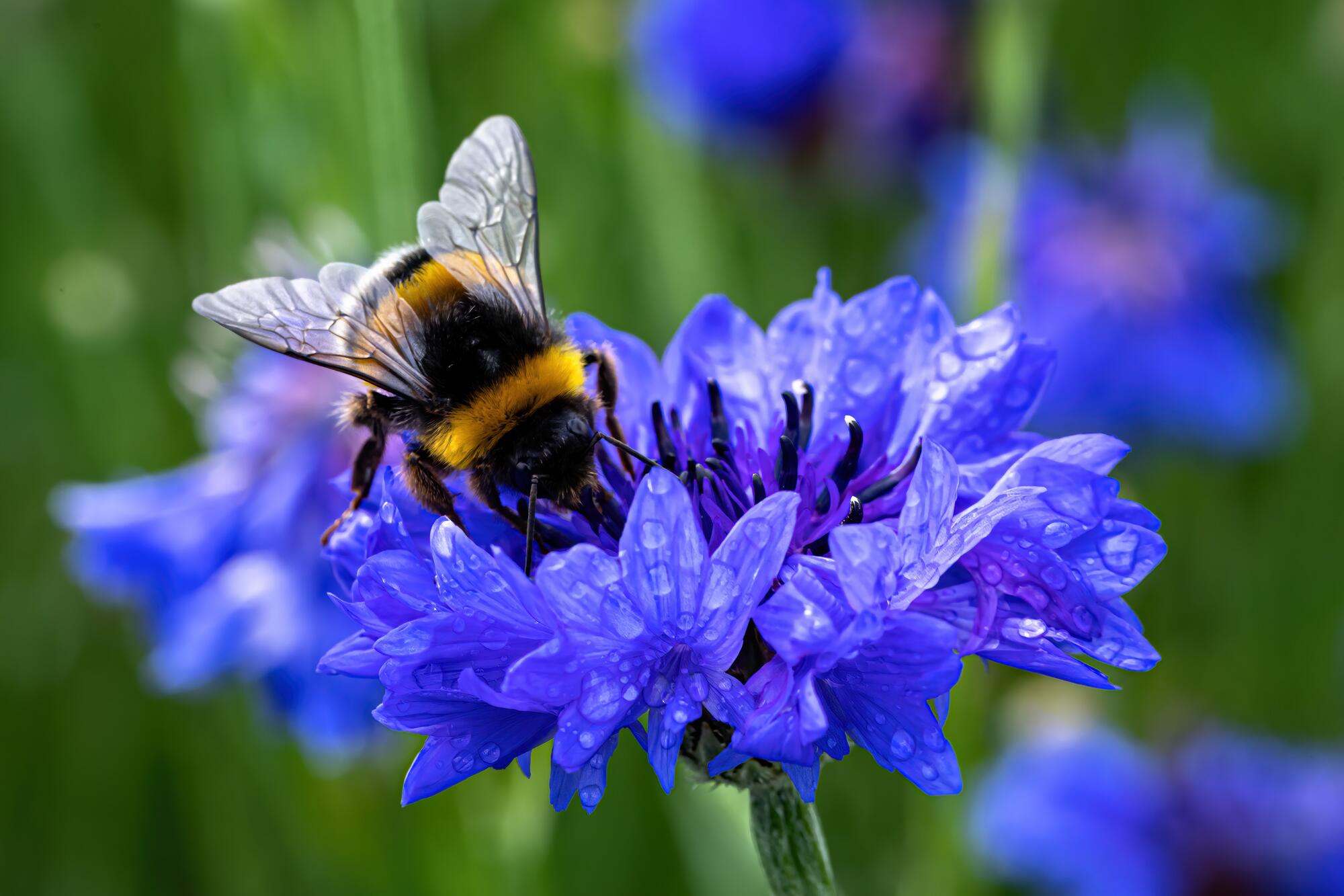 <span class="ezstring-field">kl_cornflower_active-ingredient_field_plant_2020-8- 367x460</span>