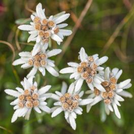 BIO-Edelweiss