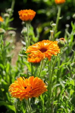 Biologische-calendula