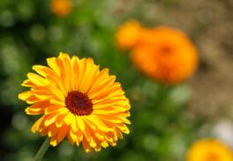 Calendula