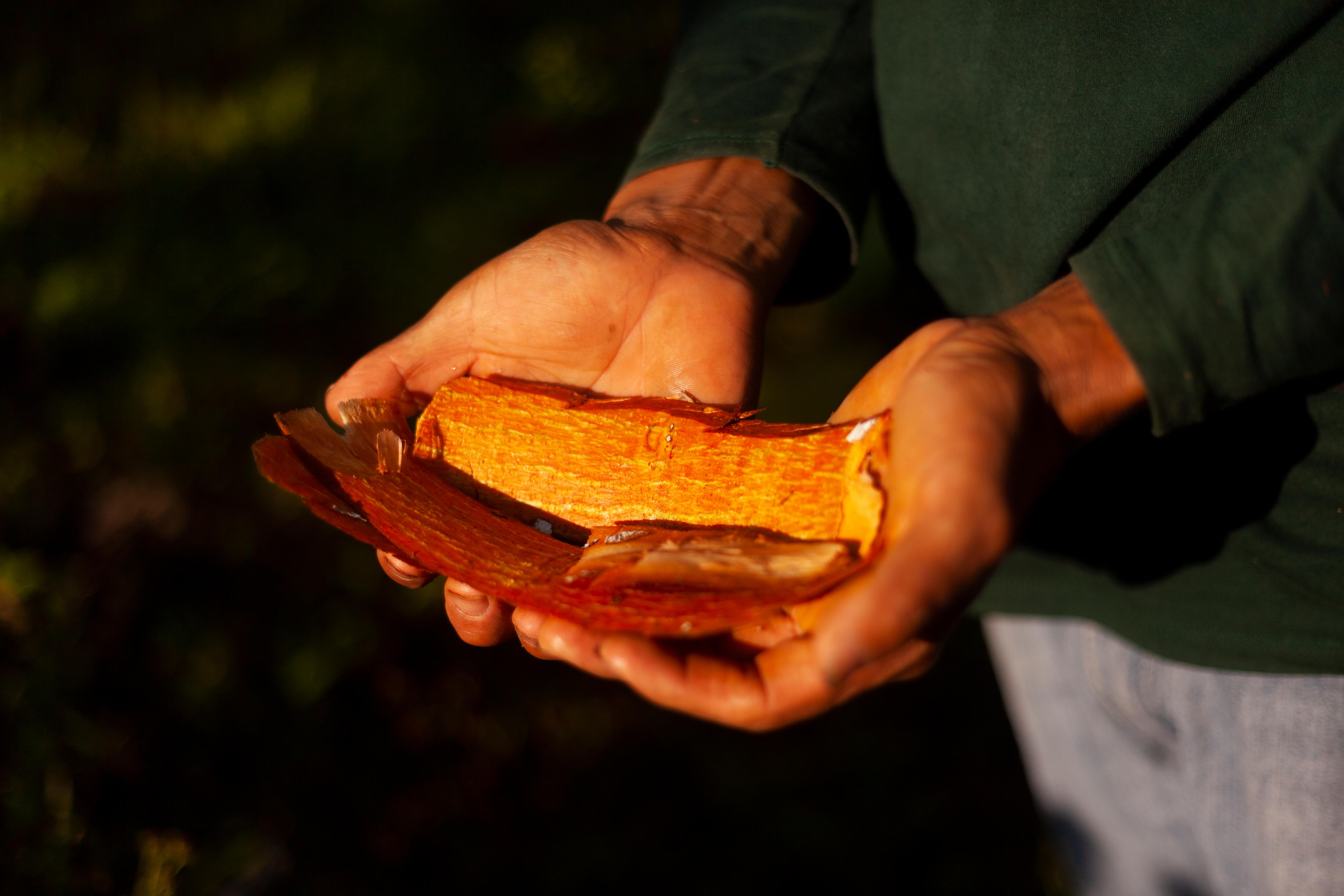 <span class="ezstring-field">kl_quinine_hair_picture_bark_hands_2020</span>