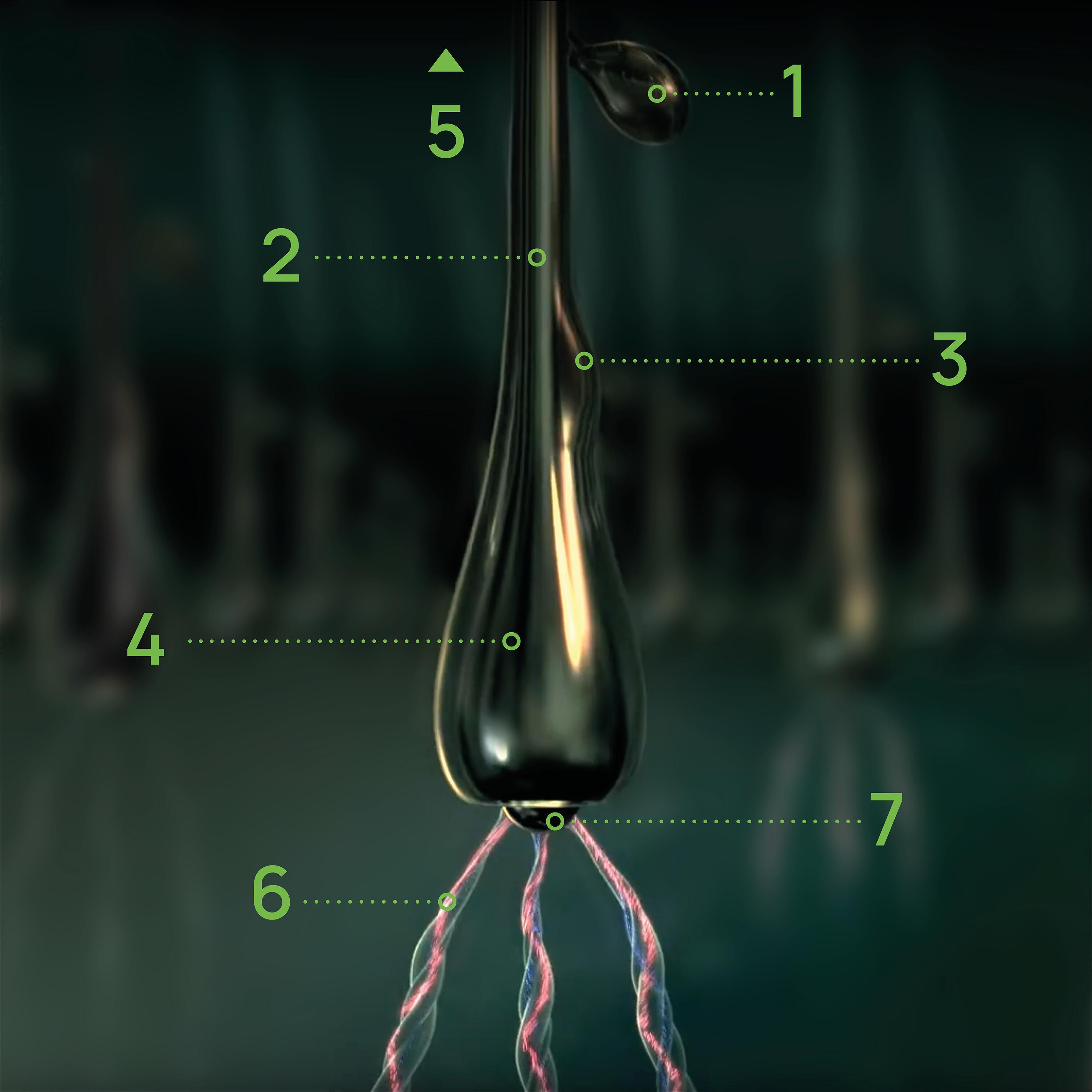 RF_Triphasic_Physiologie-bulbe-capillaire_Website__24-jpg