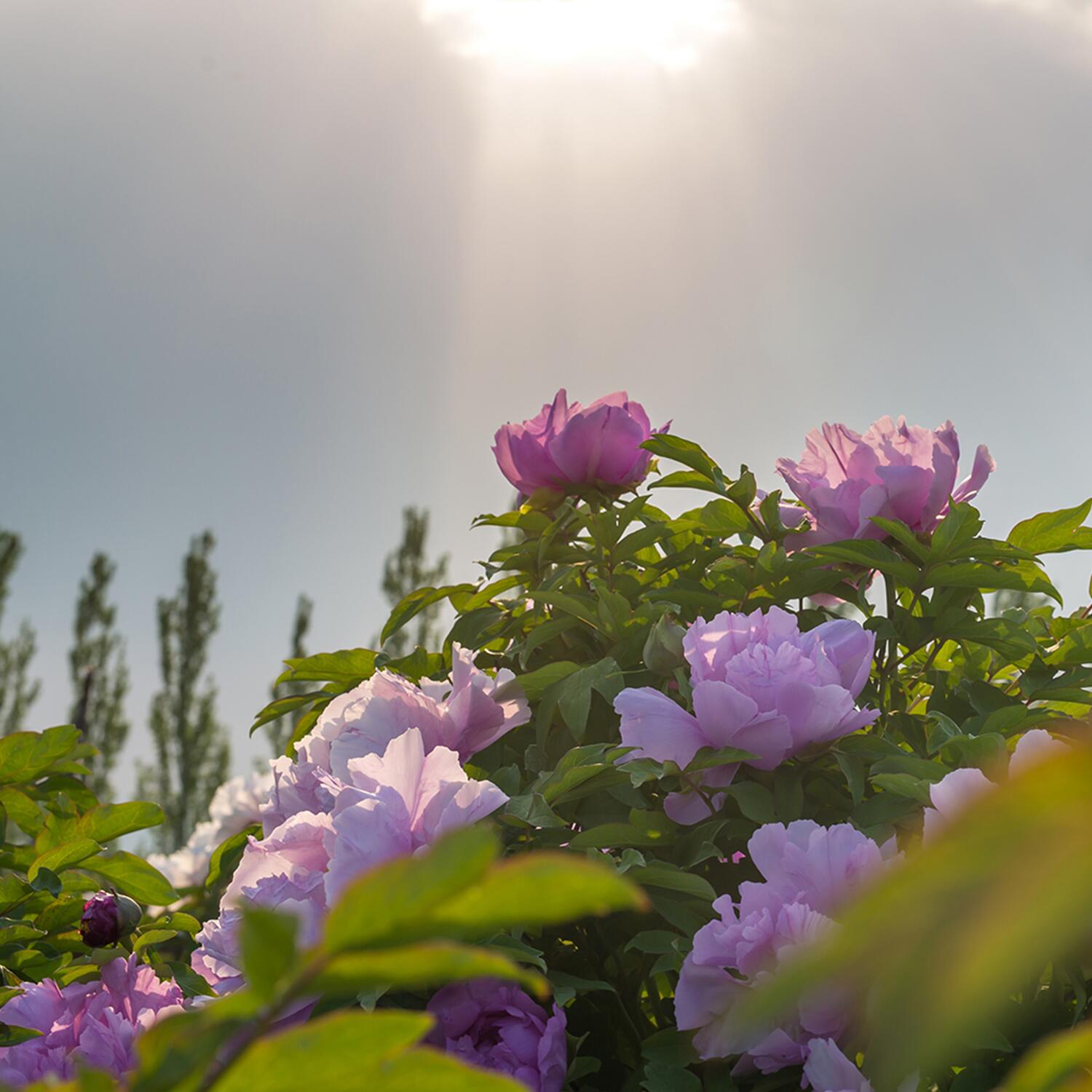 kl_peony_active-ingredient_field_plant_website_1-1