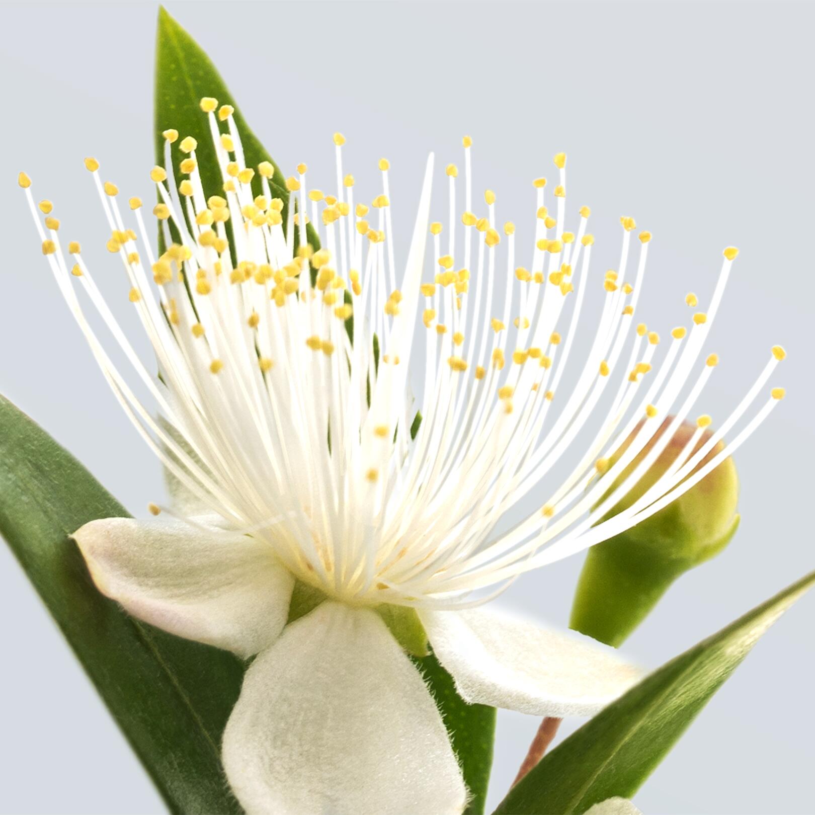 av_ingredient_extrait-vegetal-de-myrte_1x1