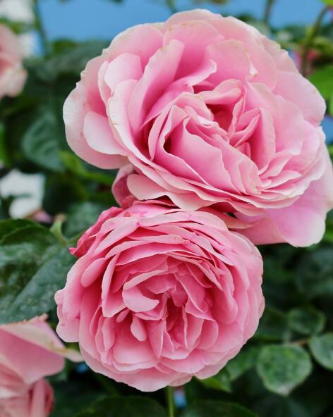 KL_nos_plantes_pivoine_472x592