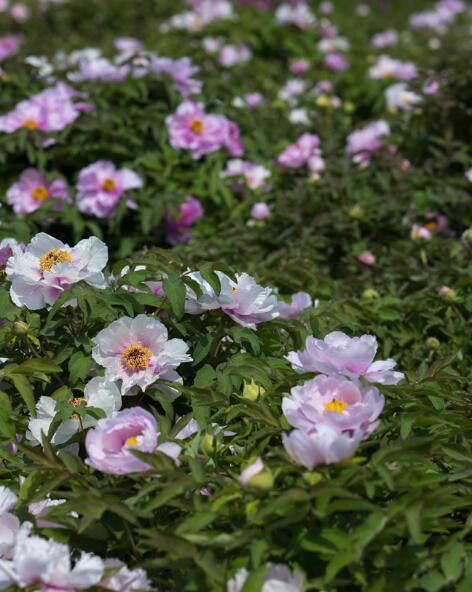 KL_nos_plantes_pivoine_472x592