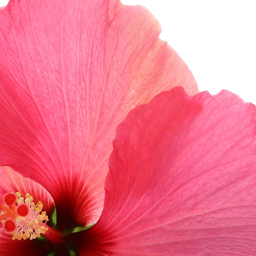 Acide de fleurs et Acide lactique³