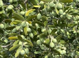 BIO-olijfboom